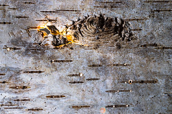 Fire birch