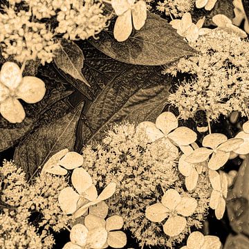 Digital Art Medium Bloemen Sepia