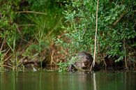 Beaver feeding by Vienna Wildlife thumbnail
