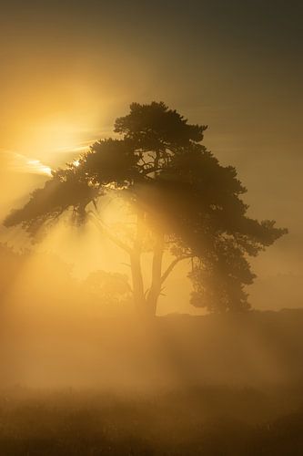 Sunbeams through the fog at Echtenerzand