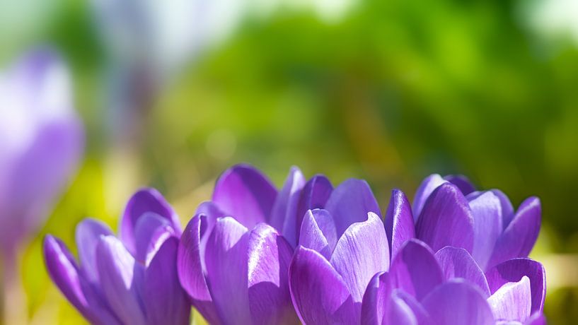 Crocus by Bo Valentino