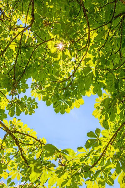 My heart tree by Christa Kramer