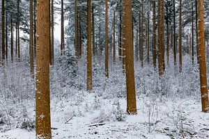 Von oben gesehener verschneiter Kiefernwald