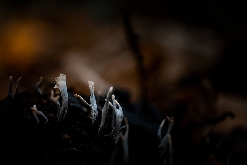 Mushroom by Chantal Speelman