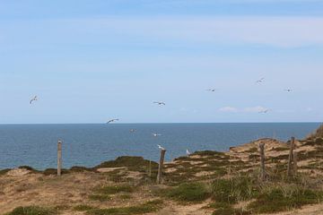 Red Cliff with Seagulls on Sylt
