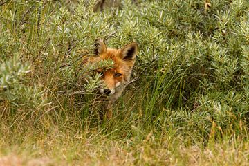 Rode vos schuilt achter de struiken