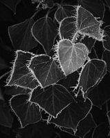 Frosted Ivy Heart