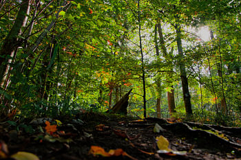 A Colourful Autumn World