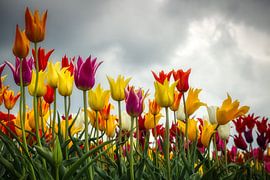 A rainbow of tulips