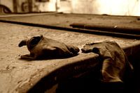 Forgotten Gloves