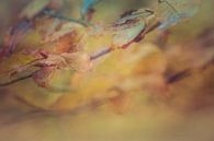 Herbstliche Farben mehrfach hell von Kitty Stevens Miniaturansicht