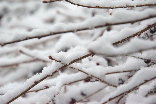 Takjes met sneeuw