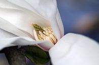 Magnolia 4 par José Verstegen Aperçu