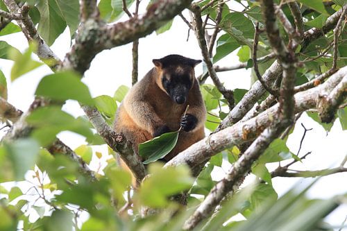 A Lumholtz's tree-kangaroo (Dendrolagus lumholtzi) Queensland, Australia