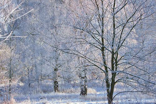 Winter landscape with snow and frost covered birch trees
