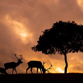 Rotwild gegen einen feurigen Himmel von Arjen Heeres