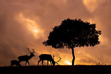 Red deer against a fiery sky by Arjen Heeres