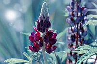 Lupine