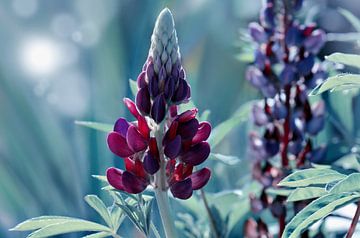 Lupine