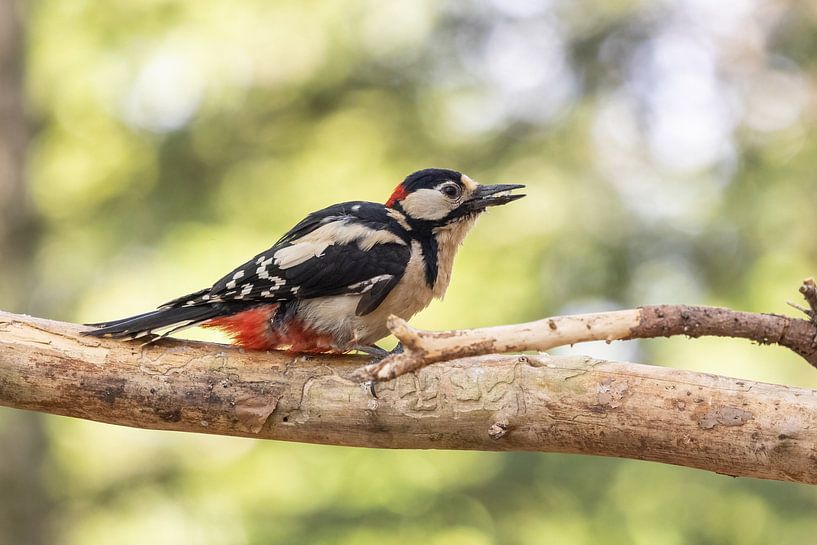 Ein rundum toller Buntspecht von Janny Beimers