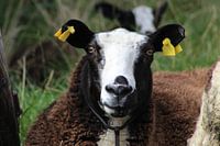 Schaap 