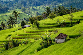 Les rizières verdoyantes de Bali sur Laimute Kuriene