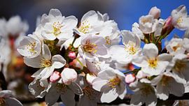 Kirschblüten im warmen Sonnenlicht von Bambi Lu
