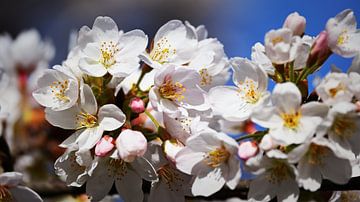 Kirschblüten im warmen Sonnenlicht von Bambi Lu