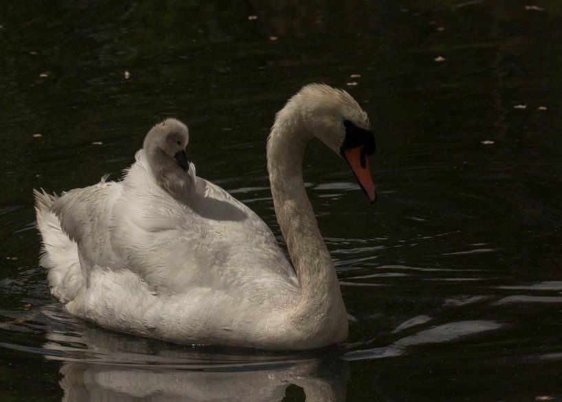 ride along by anja voorn