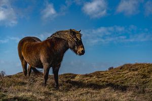 Exmoor Pony rund Zimmer texel von Texel360Fotografie Richard Heerschap