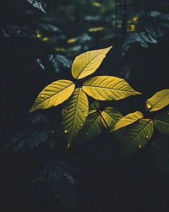 Blätter im Herbst