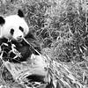 Großer Panda beim Bambus essen. Der bedrohte Bär aus Asien mit schwarz von Martin Köbsch