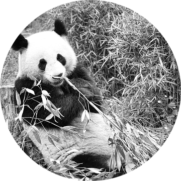 Reuzenpanda die bamboe eet. De bedreigde beer uit Azië met zwarte van Martin Köbsch