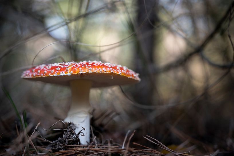 Red with white dots by Alvin Aarnoutse
