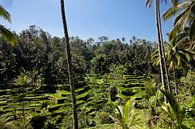 Rijst terrassen in de omgeving van Ubud. van Tjeerd Kruse thumbnail