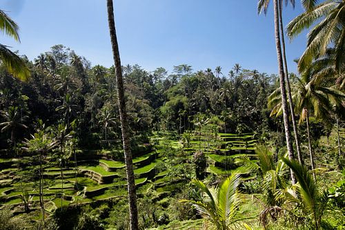Rijst terrassen in de omgeving van Ubud.