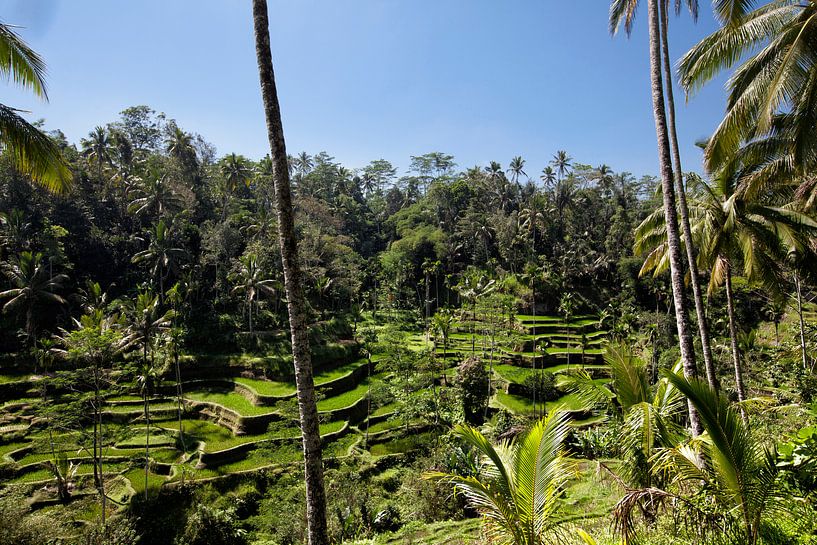 Rijst terrassen in de omgeving van Ubud. van Tjeerd Kruse