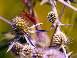 Une créature spéciale sur Suzanna Lasalla