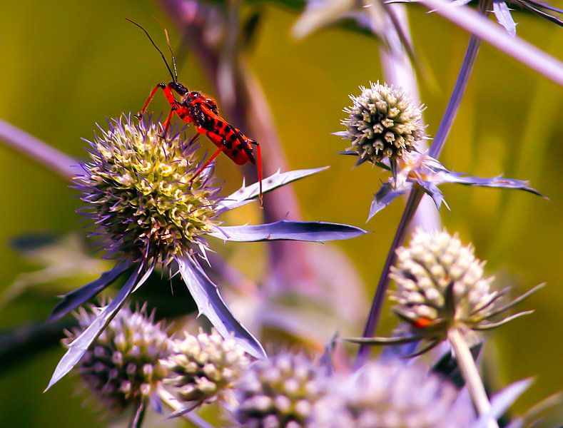 A special creature by Suzanna Lasalla