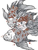 Potloodtekening, Drie Koi vissen in het water