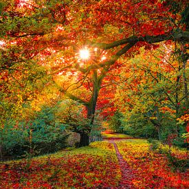 rayons de soleil d'automne sur snippefotografie