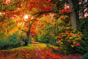 Herbstsonnenstrahlen