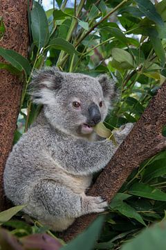 Koala (Phascolarctos cinereus) cub of 11 months sitting in a tree, Australia