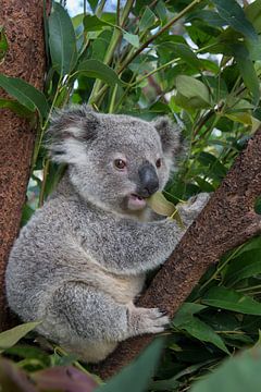 Koala (Phascolarctos cinereus) jong van 11 maanden zittend in een boom, Australië