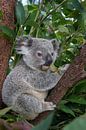 Koala (Phascolarctos cinereus) jong van 11 maanden zittend in een boom, Australië van Nature in Stock thumbnail