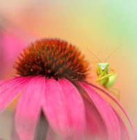 Praying mantis