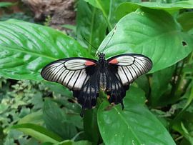 Butterfly by Benjamin Dickmann