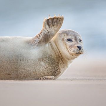 gewone zeehond van Pim Leijen