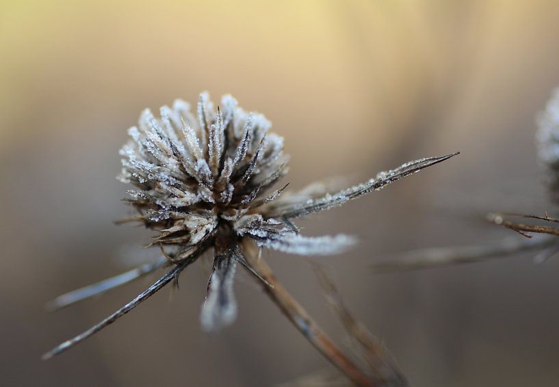 Distel mit einer Schicht Frost im Winter von Willeke Bijker