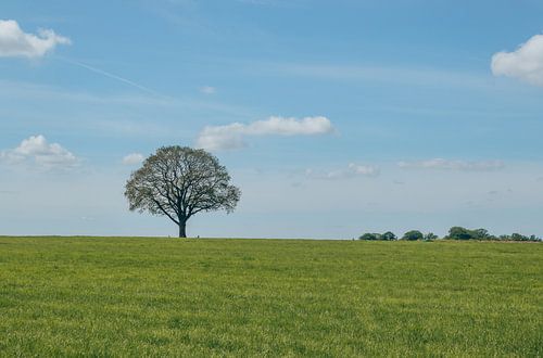 Deldener Esch Landgoed Twickel - Groen en blauw - Twentse landschap